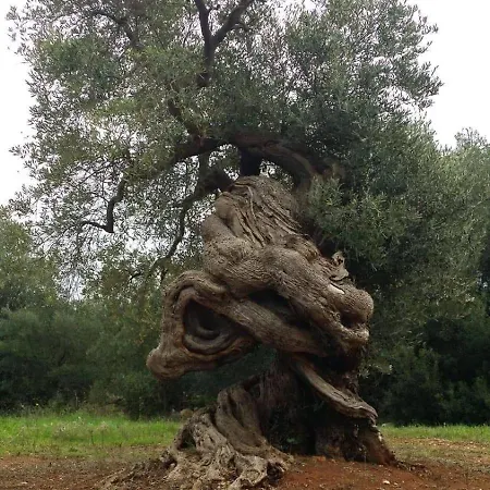 L'ulivo Ritorto *
