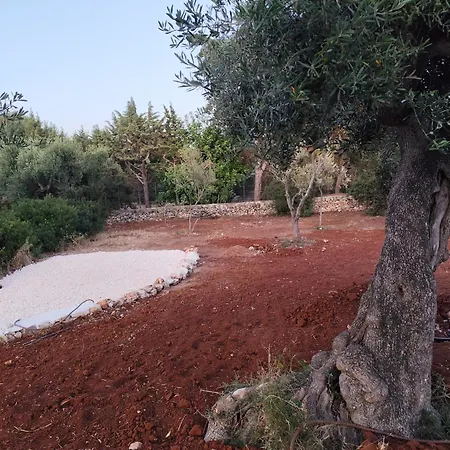 L'ulivo Ritorto Ostuni